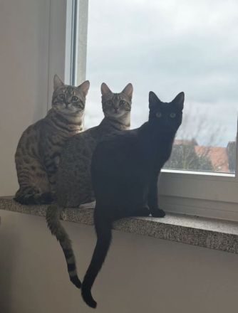 Bengel / bkh kitten suchen ein liebevolles zuhause