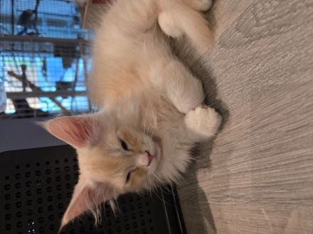 Reinrassiger Maine coon Kater