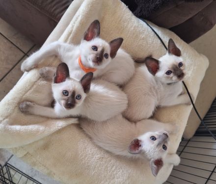 Thaikatze Thaikitten Siam alte Form mit Stammbaum