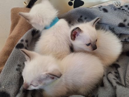 Thaikatze Thaikitten Siam alte Form mit Stammbaum