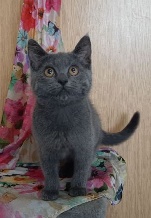 BKH Kitten, noch eine kleine Mietze, in blau