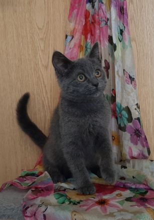 BKH Kitten, noch eine kleine Mietze, in blau