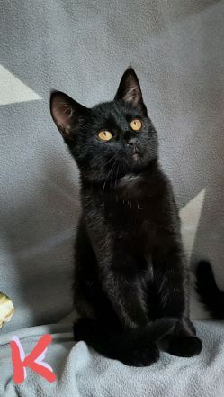 BKH Kitten, noch eine kleine Mietze, in schwarz