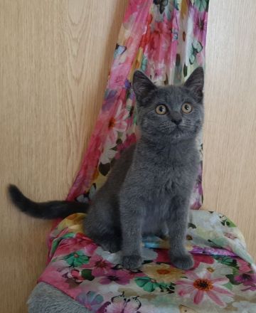 BKH Kitten, noch eine kleine Mietze, in blau
