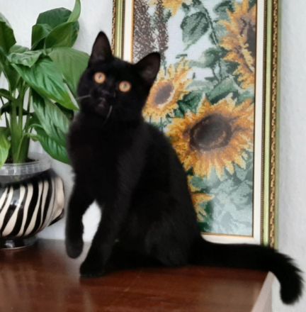 BKH Kitten, noch eine kleine Mietze, in schwarz
