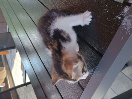 Babykatzen abzugeben