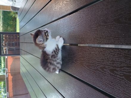 Babykatzen abzugeben