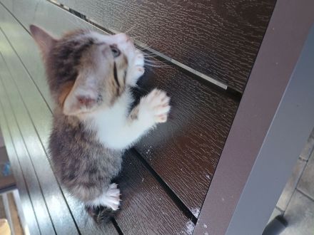 Babykatzen abzugeben