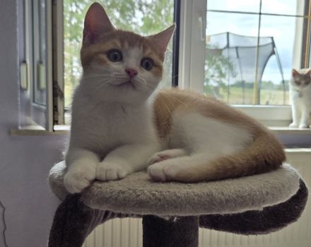 Auszugsbereit! Nur noch 1 BKH Traum-Kitten sucht seinen Herzensmenschen!
