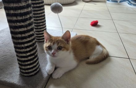 Auszugsbereit! Nur noch 1 BKH Traum-Kitten sucht seinen Herzensmenschen!