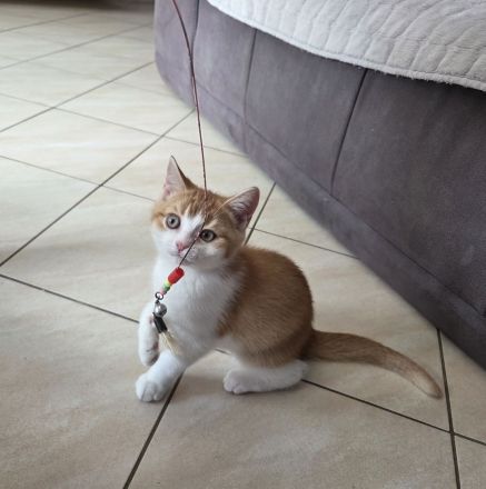 Auszugsbereit! Nur noch 1 BKH Traum-Kitten sucht seinen Herzensmenschen!