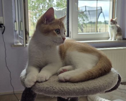 Auszugsbereit! Nur noch 1 BKH Traum-Kitten sucht seinen Herzensmenschen!