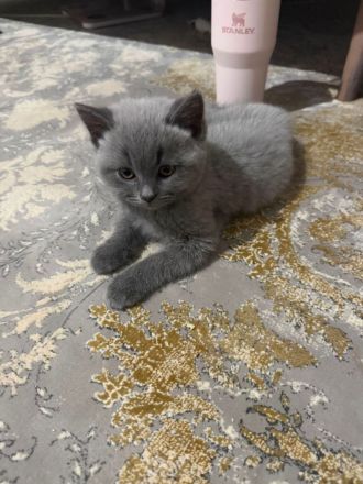 süße Britisch Kurzhaar Kitten