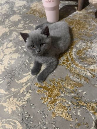süße Britisch Kurzhaar Kitten