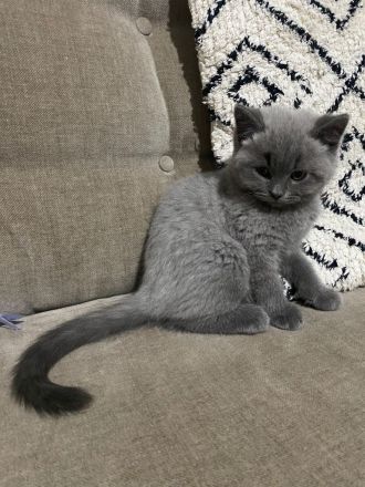 süße Britisch Kurzhaar Kitten