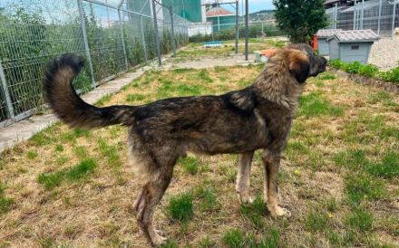 Lebensfroher Anakin sucht Familienanschluss