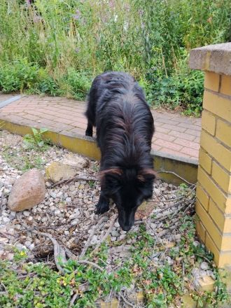 Mischling Schäferhund 1 Jahr