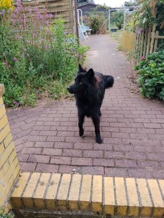 Mischling Schäferhund 1 Jahr