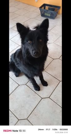 Mischling Schäferhund 1 Jahr