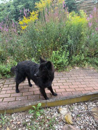 Mischling Schäferhund 1 Jahr
