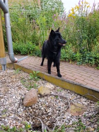 Mischling Schäferhund 1 Jahr
