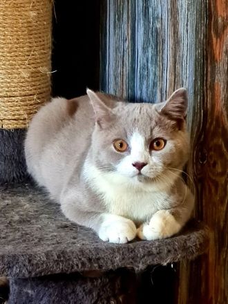 Bkh lilac bicolor