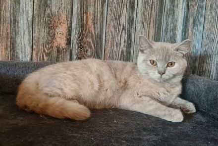 Bkh lilac tortie Reinrassig