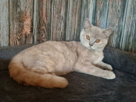 Bkh lilac tortie Reinrassig