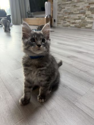 Maine Coon