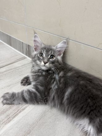 Maine Coon