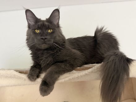 Maine Coon