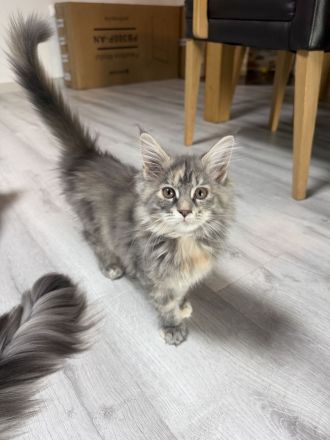 Maine Coon