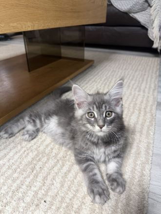 Maine Coon