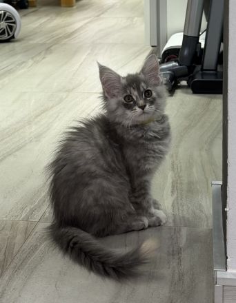 Maine Coon