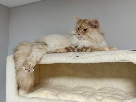 Maine Coon