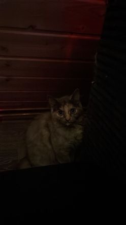 Kitten
