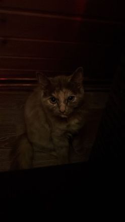 Kitten