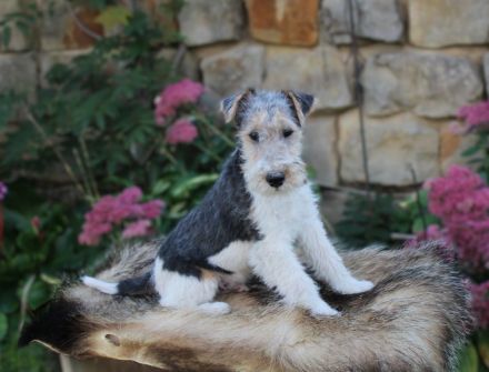 Foxterrier drahthaar Welpe Rüde