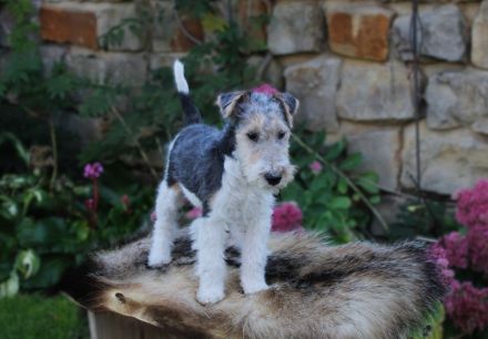 Foxterrier drahthaar Welpe Rüde