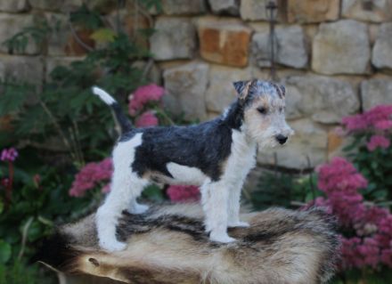 Foxterrier drahthaar Welpe Rüde