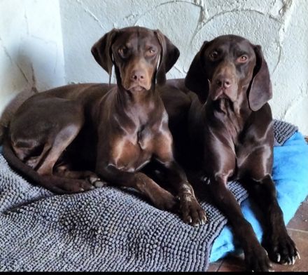 Magyar Vizsla Welpen auch schokobraun