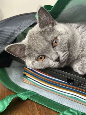 BKH Kitten Blue Stammbaum Zucht Bernstein Augen