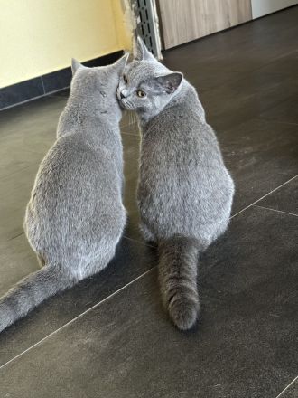 BKH Kitten Blue Stammbaum Zucht Bernstein Augen