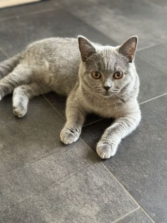 BKH Kitten Blue Stammbaum Zucht Bernstein Augen