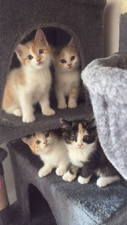 Kitten