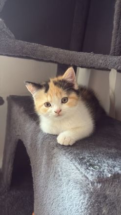 Kitten