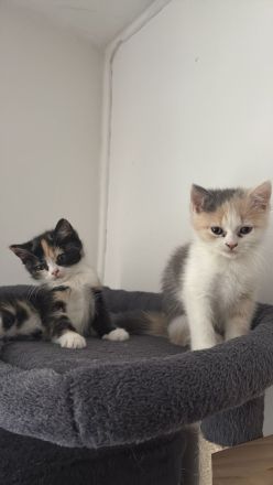 Kitten