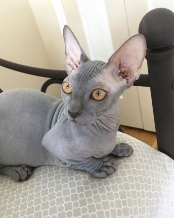 Sphynx-Kätzchen