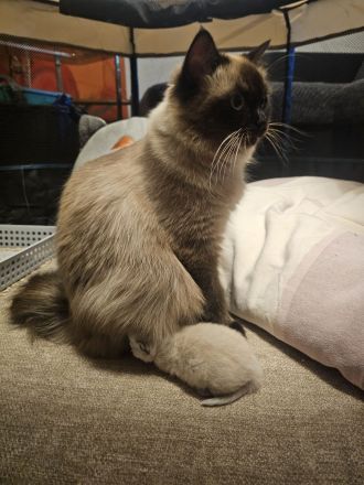 Reinrassig Ragdoll Katze