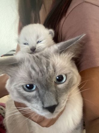 Reinrassig Ragdoll Katze
